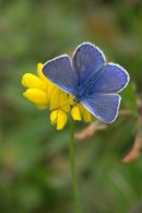 Male_Common_Blue